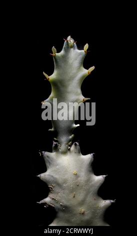 Euphorbia lactea 'White Ghost' (Dragoon Knochen Baum, Drachenknochen, Candelabra Spurge, Candelabra Kaktus, Kaktus Candelabre, Kaper Spurge Stockfoto