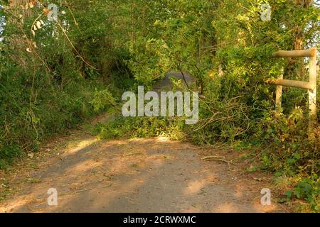 September 2020 - Äste von Bäumen geblasen, die die Straße im ländlichen Somerset, England, Großbritannien blockieren Stockfoto