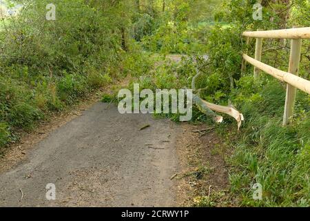 September 2020 - Äste von Bäumen geblasen, die die Straße im ländlichen Somerset, England, Großbritannien blockieren Stockfoto