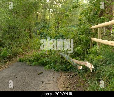 September 2020 - Äste von Bäumen geblasen, die die Straße im ländlichen Somerset, England, Großbritannien blockieren Stockfoto