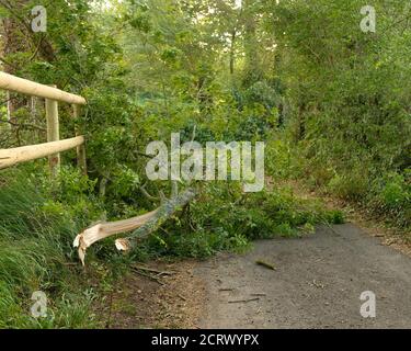 September 2020 - Äste von Bäumen geblasen, die die Straße im ländlichen Somerset, England, Großbritannien blockieren Stockfoto