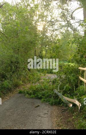 September 2020 - Äste von Bäumen geblasen, die die Straße im ländlichen Somerset, England, Großbritannien blockieren Stockfoto