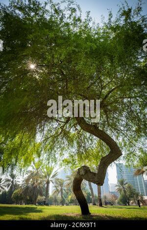 Nahaufnahme von grünen Mangroven und trockenen Palmen im Abu Dhabi Public Park, Vereinigte Arabische Emirate Stockfoto