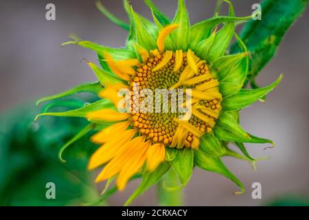 Schöne einzelne Sonnenblume Blüht im Garten Stockfoto
