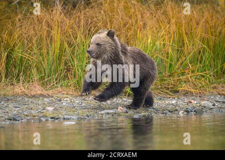 Grizzlybär (Ursus arctos) - Jungtier im ersten Jahr, das Mutter entlang eines Lachsflusses folgt, Chilcotin Wilderness, BC Interior, Kanada Stockfoto