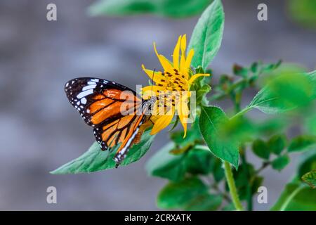 Schöner Schmetterling gemeiner Tiger (Danaus Genutia), der in Nahaufnahme an einer hellen Sonnenblume arbeitet. Stockfoto