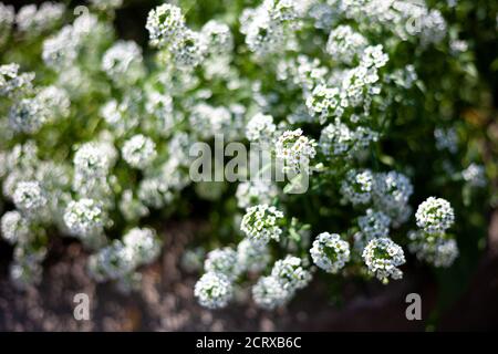 Weiße Blume. Alyssum-Busch, auch Meereslobularia oder Rote Bete genannt. Verwischen Sie den Hintergrund, wählen Sie Fokus. Garten. Stockfoto