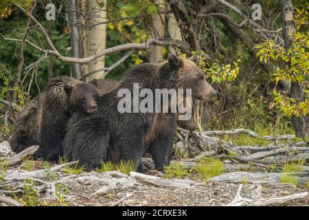 Grizzlybär (Ursus arctos)- Mutter und junge Jungtiere ruhen am Flussufer, während sie auf der Jagd nach Sockeye-Lachs im Lachsfluss Chilcotin Wilder laichen Stockfoto