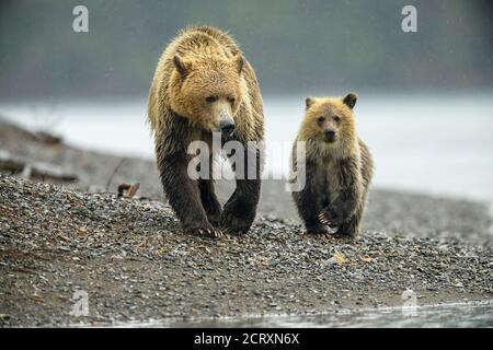 Grizzlybär (Ursus arctos) - Jungtier im ersten Jahr, das Mutter entlang eines Lachsflusses folgt, Chilcotin Wilderness, BC Interior, Kanada Stockfoto