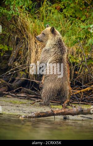 Grizzlybär (Ursus arctos) - Junge und Mutter im ersten Jahr, die von einem Rivalen alarmiert wird, als sie nach Lachs am Ufer des Chilko River, Chilcotin, jagt Stockfoto