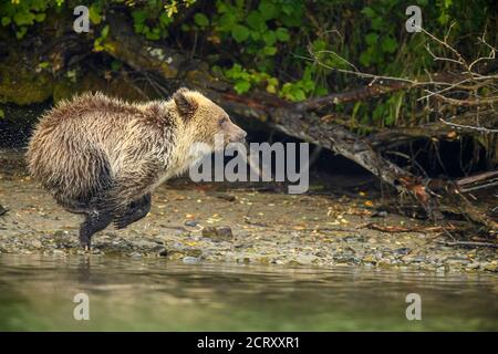 Grizzlybär (Ursus arctos) - Junge und Mutter im ersten Jahr, die von einem Rivalen alarmiert wird, als sie nach Lachs am Ufer des Chilko River, Chilcotin, jagt Stockfoto