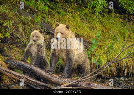 Grizzlybär (Ursus arctos) - Junge und Mutter im ersten Jahr, die von einem Rivalen alarmiert wird, als sie nach Lachs am Ufer des Chilko River, Chilcotin, jagt Stockfoto