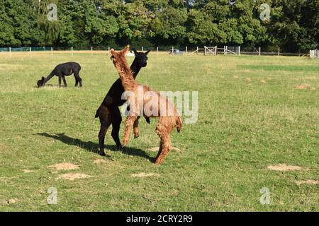 Alpaca Haar namens Fleece hat 22 natürliche Schattierungen von schwarz bis silber und roségrau und weiß von Mahagoni braun bis hellbraun und Champagner. Stockfoto