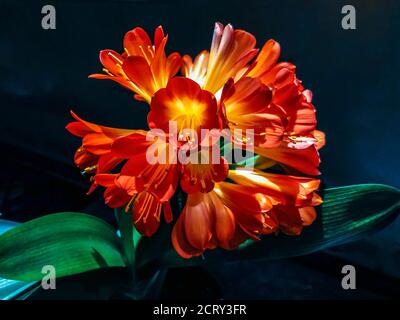 Rote Clivia Miniata, belgische Hybrid, gemeinsame Name Kaffir-Lilie Blume. Stockfoto