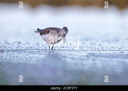 Greenshank (Tringa nebularia) Stockfoto