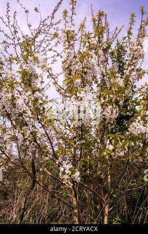 Ein großer Waldbaum mit früher Blüte, eine willkommene Blume für Bestäuber. Stockfoto