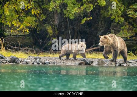 Grizzly Bär (Ursus arctos)- Mutter und erstes Jahr Junge Jagd Sockeye Lachs Laichen in einem Lachs Fluss, Chilcotin Wilderness, BC Interior, Kanada Stockfoto