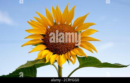 Edinburgh, Schottland, Großbritannien. 20. September 2020. Nach einem sehr bewölkten Morgen brach die Sonne durch frühen Nachmittag mit Temperatur von 15 Grad, aber kühle Brise. Im Bild: Diese einsame Sonnenblumenblüte strahlt einen Schein gegen den hellblauen Himmel im trüben späten Nachmittagslicht aus. Denn Schottland kann sich auf kältere Temperaturen nach Dienstag freuen. Stockfoto