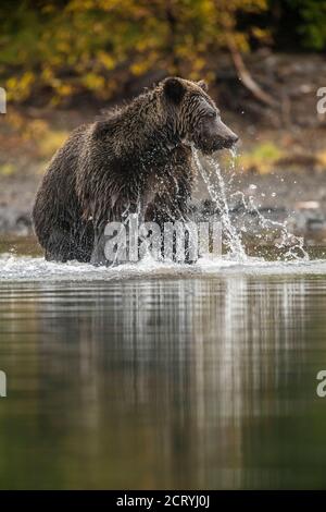 Grizzly Bear (Ursus arctos) - einsamer Bär attackiert Sockeye Lachs Laichen in einem Lachsfluss, Chilcotin Wilderness, BC Interior, Kanada Stockfoto