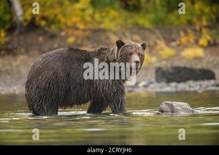 Grizzly Bear (Ursus arctos) - einsamer Bär attackiert Sockeye Lachs Laichen in einem Lachsfluss, Chilcotin Wilderness, BC Interior, Kanada Stockfoto