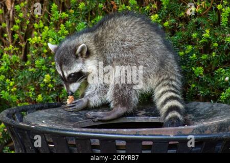 Waschbären (Procyon Lotor) essen Müll oder Unrat in einem kann das Eindringen der Stadt im Stanley Park, Vancouver, British Columbia, Kanada. Stockfoto