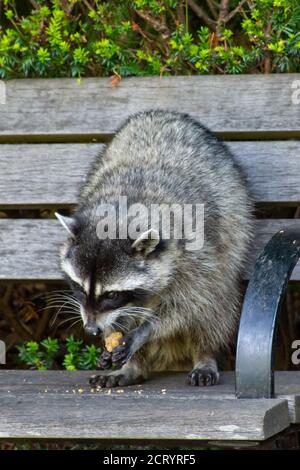 Waschbären (Procyon Lotor) Essen auf einer Bank neben einem Müll oder Unrat in der Stadt im Stanley Park, Vancouver, British Columbia, Kanada können eindringt. Stockfoto