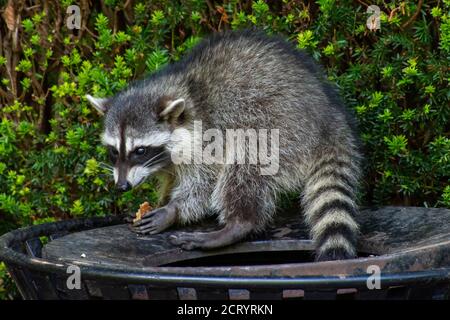 Waschbären (Procyon Lotor) essen Müll oder Unrat in einem kann das Eindringen der Stadt im Stanley Park, Vancouver, British Columbia, Kanada. Stockfoto