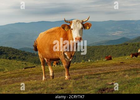 Herde von Kühen in den Bergen von weißen Schäferhund geführt, Central Balkan Nationalpark in Bulgarien, Stara Planina. Schöne Landschaft in der Natur o Stockfoto