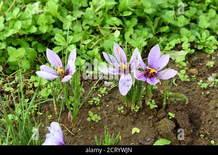 Cluster von lila Safranblüten, Crocus sativus, wächst in einem Feld als kulinarisches Gewürz für ihre roten Filamente verwendet Stockfoto