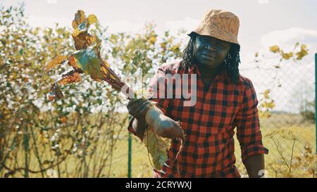 Afrikanischer Bauer erntet Rote Beete. Herausnehmen von Gemüse aus dem Boden. Hochwertige Fotos Stockfoto