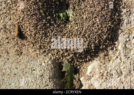 Ein kleiner, aber robuster Ameisenhaufen, der auf einem Bürgersteig der Stadt wächst, Formicidae. Stockfoto