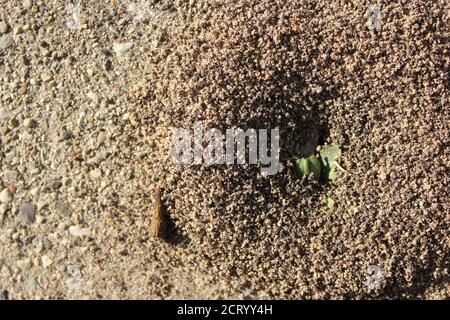 Ein kleiner, aber robuster Ameisenhaufen, der auf einem Bürgersteig der Stadt wächst, Formicidae. Stockfoto