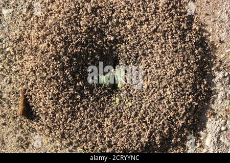 Ein kleiner, aber robuster Ameisenhaufen, der auf einem Bürgersteig der Stadt wächst, Formicidae. Stockfoto