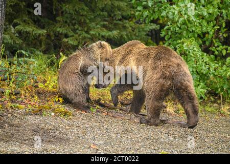 Grizzly Bear (Ursus arctos) - Junge im ersten Jahr, der spielerisch mit der Mutter am Ufer des Chilko River interagiert, Chilcotin Wilderness, BC Interior, Kanada Stockfoto
