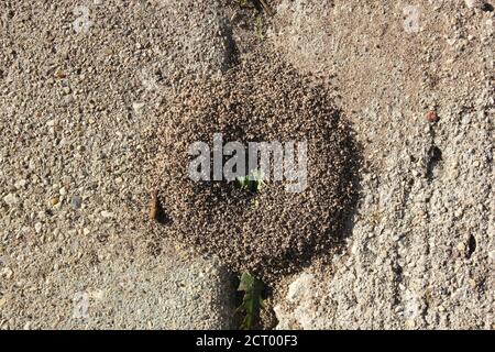 Ein kleiner, aber robuster Ameisenhaufen, der auf einem Bürgersteig der Stadt wächst, Formicidae. Stockfoto