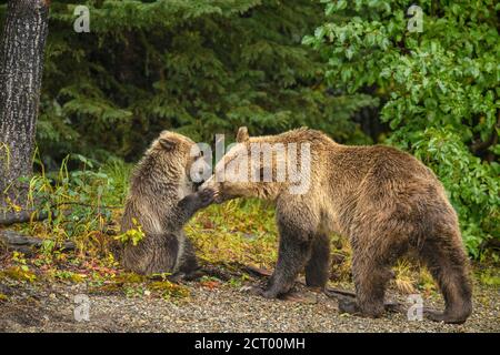 Grizzly Bear (Ursus arctos) - Junge im ersten Jahr, der spielerisch mit der Mutter am Ufer des Chilko River interagiert, Chilcotin Wilderness, BC Interior, Kanada Stockfoto