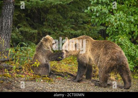 Grizzly Bear (Ursus arctos) - Junge im ersten Jahr, der spielerisch mit der Mutter am Ufer des Chilko River interagiert, Chilcotin Wilderness, BC Interior, Kanada Stockfoto