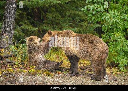 Grizzly Bear (Ursus arctos) - Junge im ersten Jahr, der spielerisch mit der Mutter am Ufer des Chilko River interagiert, Chilcotin Wilderness, BC Interior, Kanada Stockfoto
