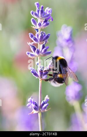 Flauschige Hummel Fütterung auf Lavendel Blume Makro, Sommer verschwommen Hintergrund mit lila und grünen Pastellfarben Stockfoto