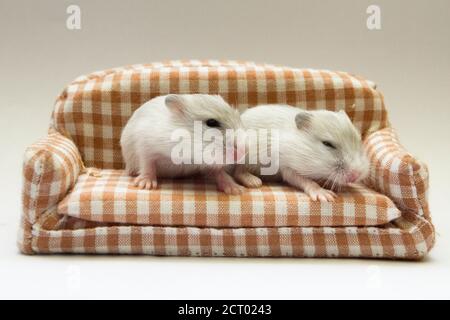 Portrait von niedlichen Babys Hamster Stockfoto