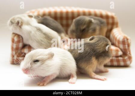 Portrait von niedlichen Babys Hamster Stockfoto