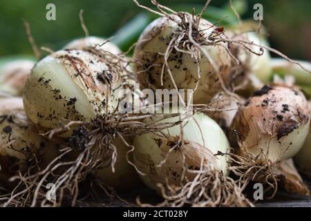 Geerntete frische rohe Zwiebeln mit Wurzeln und grünen Stielen aus nächster Nähe, natürlicher pflanzlicher Hintergrund mit selektivem Fokus Stockfoto
