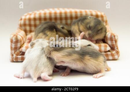 Portrait von niedlichen Babys Hamster Stockfoto