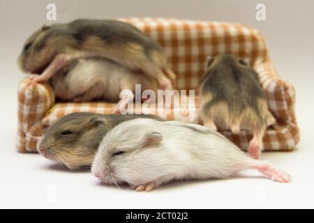 Portrait von niedlichen Babys Hamster Stockfoto