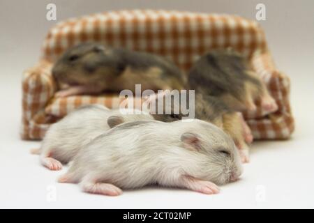 Portrait von niedlichen Babys Hamster Stockfoto