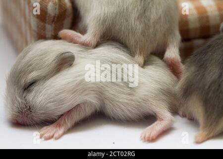 Portrait von niedlichen Babys Hamster Stockfoto