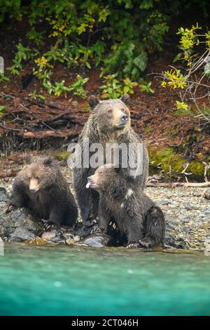 Grizzlybär (Ursus arctos)- Mutter und Jungtier aus dem ersten Jahr ruhen am Flussufer während der Jagd auf Sockeye Lachs Laichen in einem Lachsfluss, Chilcotin Wilde Stockfoto