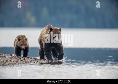 Grizzly Bär (Ursus arctos) - angezogen von einem Lachslauf in einem Lachsfluss, Chilcotin Wilderness, BC Interior, Kanada Stockfoto