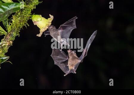 Nachtflug Nektar Fütterung Fledermäuse- Pallas langärmelige Fledermaus (Glossophaga soricina), Laguna del lagarto, Alajuela, Costa Rica Stockfoto