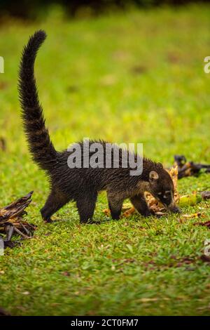 Weißnasencoati, Coatimundi (Nasua narica), Laguna del lagarto, Alajuela, Costa Rica Stockfoto